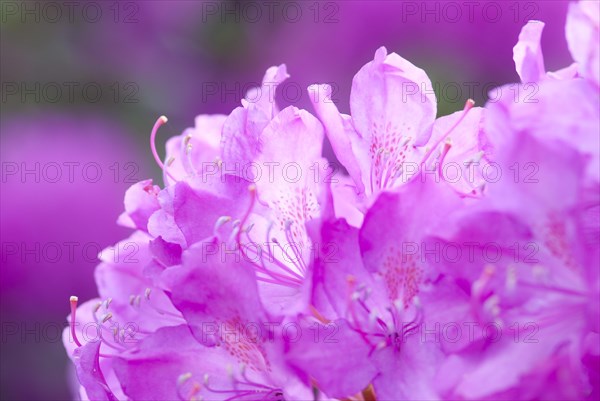 Bright pink flowers of a rhododendron, pink in full bloom, atmospheric shot in soft light with soft background, macro shot, close-up, Lower Saxony, Germany, Europe