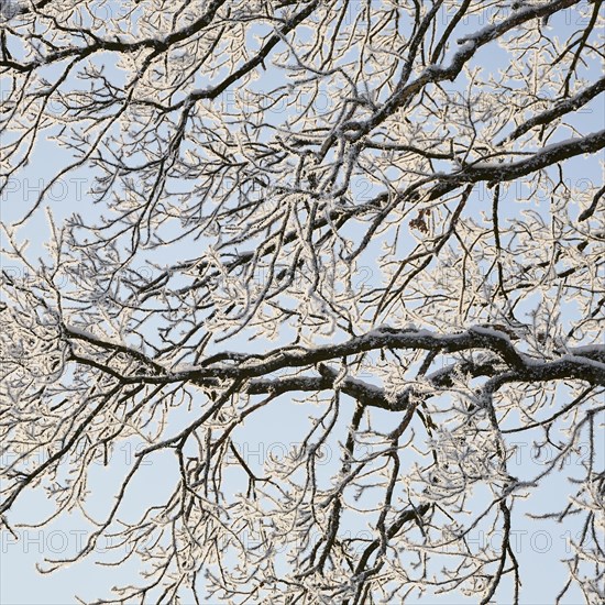 Snow-covered branches with hoarfrost near Polling an der Ammer. Polling, Paffenwinkel, Upper Bavaria, Germany, Europe