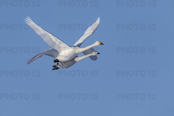 Whooper swans (Cygnus cygnus), flying, Emsland, Lower Saxony, Germany, Europe