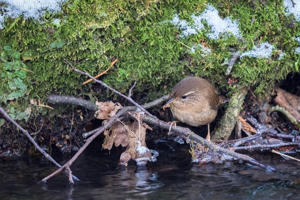 Eurasian wren (Troglodytes troglodytes) on a stream bank with a worm, winter, Hesse, Germany, Europe