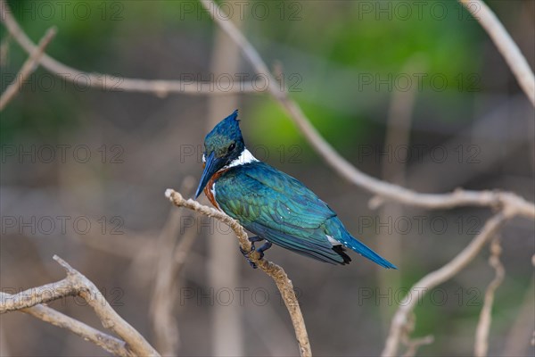 Amazon kingfisher (Chloroceryle amazona) Pantanal Brazil