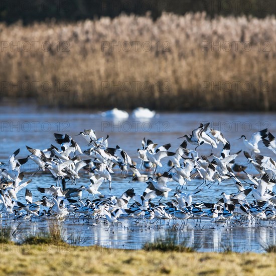Pied Avocet, Recurvirostra avosetta, birds in flight over marshes
