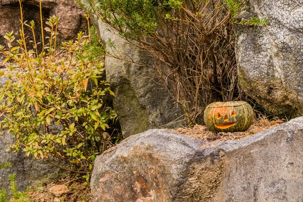 Jack-O-Lantern with flame visible inside sitting on large boulder next to pine tree in South Korea