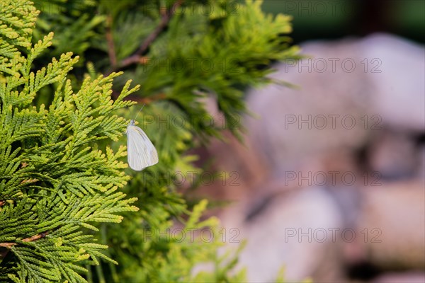 Closeup of a small white butterfly on evergreen tree with a soft blurred background