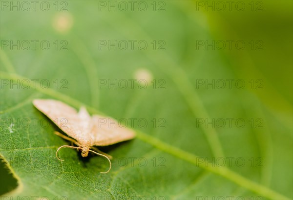 Small moth with handlebar mustache shaped antenna sitting on broad green leaf. Selective focus on facial area