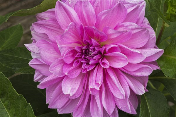 Dinnerplate Dalhia flower in summer, Quebec, Canada, North America