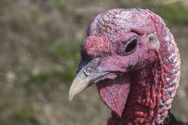 Female Turkey (Meleagris gallopavo) in captivity in summer, Quebec, Canada, North America