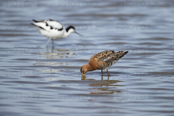 Black tailed godwit (Limosa limosa) adult male feeding in a shallow lagoon with an Avocet in the background, Norfolk, England, United Kingdom, Europe