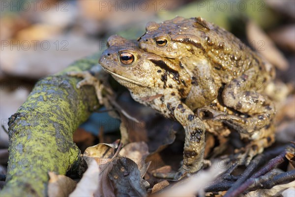 Common toads (Bufo Bufo), pair during migration on the ground of a deciduous forest, in front of a branch as an obstacle, surrounded by foliage, male rides on the female with clasping grip (Amplexus axillaris), amphibian migration, macro photograph, close-up, Bockelsberger Teiche, Lueneburg, Lower Saxony, Germany, Europe