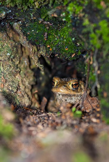 Common toad (Bufo Bufo) sits hidden in a cave under a tree root on the ground of a deciduous forest and cautiously looks out, macro photograph, close-up, Bockelsberger Teiche, Lueneburg, Lower Saxony, Germany, Europe