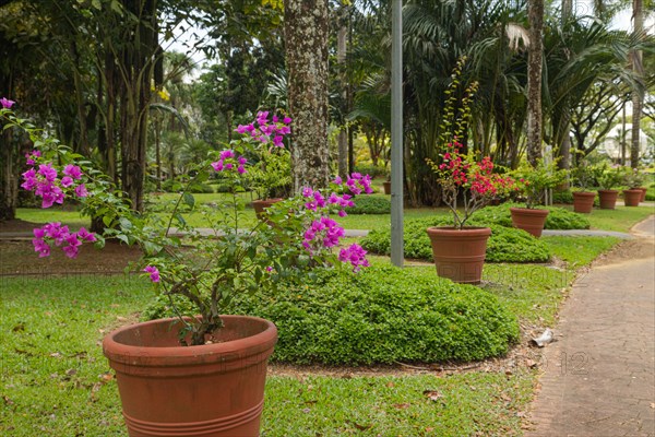 Palm collection in city park in Kuching, Malaysia, tropical garden with large trees and lawns, gardening, landscape design. Daytime with cloudy blue sky, Asia