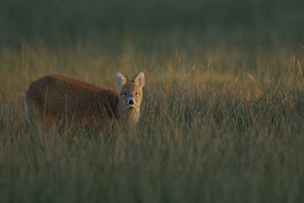 Chinese water deer (Hydropotes inermis) adult amongst marshland grasses, Suffolk, England, United Kingdom, Europe
