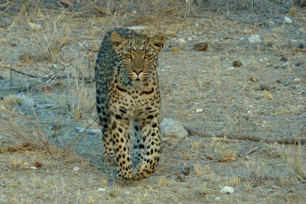 Leopard (Panthera pardus) roaming its territory, Etosha National Park, Namibia, Africa