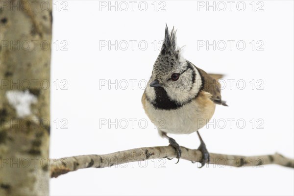 crested tit