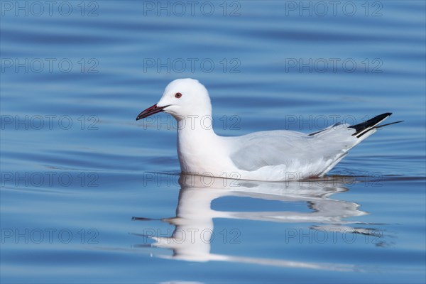 Slender-billed Gull