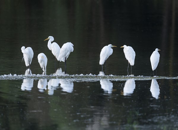Great egret (Ardea alba), Barnbruchswiesen and Ilkerbruch nature reserve, Lower Saxony, Germany, Europe