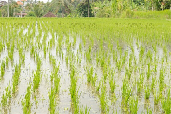 Rice terraces, Campuhan ridge walk, Bali, Indonesia, track on the hill with grass, large trees, jungle and rice fields. Travel, tropical, Ubud, Asia