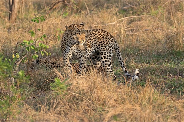 Leopard (Panthera pardus), adult, pair, alert, Sabi Sand Game Reserve, Kruger NP, Kruger National Park, South Africa, Africa