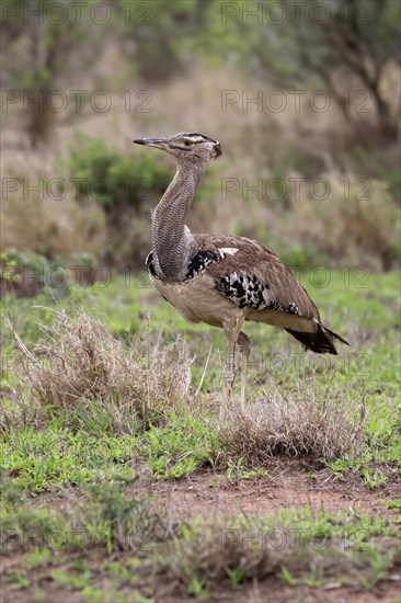 Kori bustard (Ardeotis kori), adult, running, foraging, vigilant, Kruger National Park, Kruger National Park, South Africa, Africa