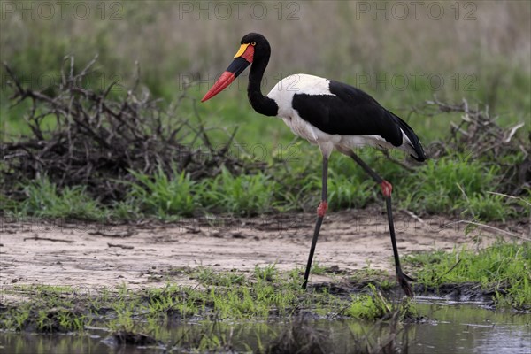 Saddle-billed stork (Ephippiorhynchus senegalensis), adult, foraging, at the water, Kruger National Park, Kruger National Park, South Africa, Africa