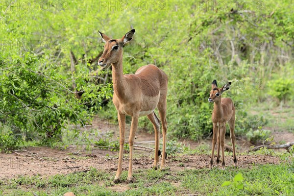 Black Heeler Antelope, (Aepyceros melampus), adult, female, young animal, mother with young animal, Kruger National Park, Kruger National Park, South Africa, Africa