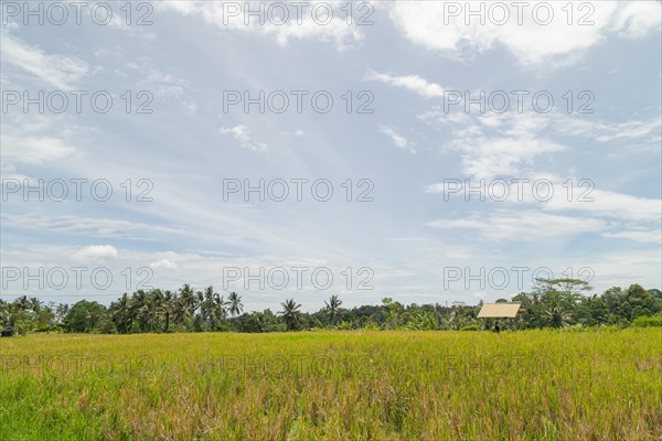 Rice fields in countryside, Ubud, Bali, Indonesia, green grass, large trees, jungle and cloudy sky. Travel, tropical, agriculture, Asia