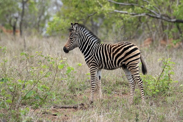 Burchell's zebra (Equus quagga burchelli), young animal, alert, Kruger National Park, Kruger National Park, South Africa, Africa