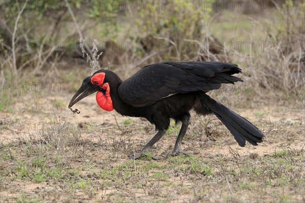 Southern ground hornbill (Bucorvus leadbeateri), adult, foraging, feeding, with prey, alert, Kruger National Park, Kruger National Park, South Africa, Africa