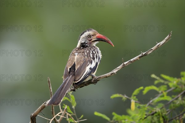 Red-billed hornbill (Tockus erythrorhynchus), adult, on wait, Kruger National Park, Kruger National Park, South Africa, Africa