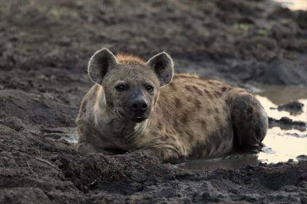 Spotted hyena (Crocuta crocuta), adult, in water, resting, Sabi Sand Game Reserve, Kruger National Park, Kruger National Park, South Africa, Africa