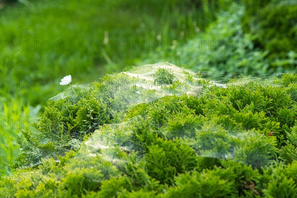 Thuja Occidentalis, western red cedar shrub with beautiful spider net in sunlight in the garden, natural texture