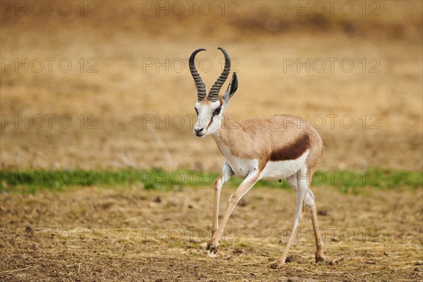 Springbok (Antidorcas marsupialis) in the dessert, captive, distribution Africa