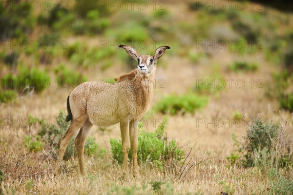 Roan Antelope (Hippotragus equinus) youngster in the dessert, captive, distribution Africa