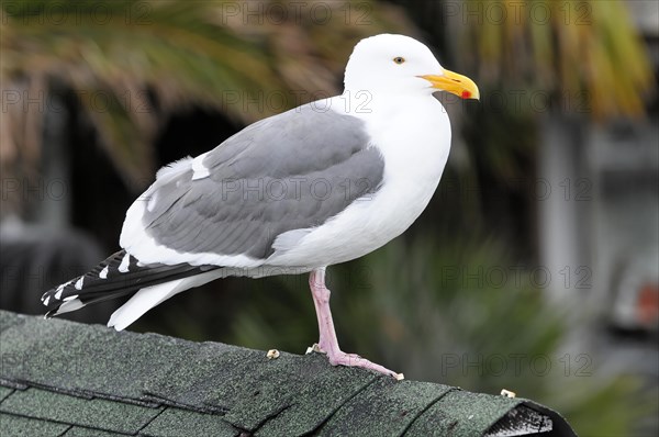 Western Gull (Larus occidentalis), San Francisco, California, USA, North America