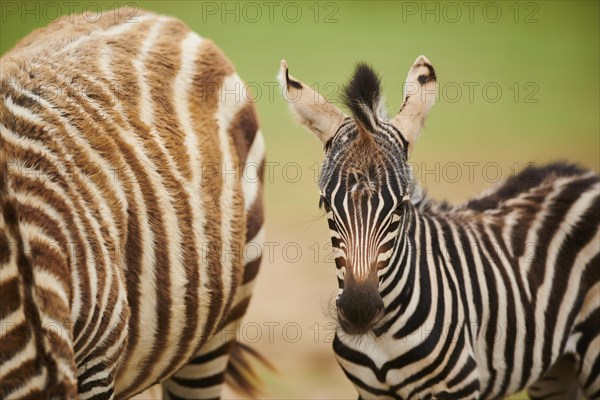 Plains zebra (Equus quagga) foal, portrait, captive, distribution Africa