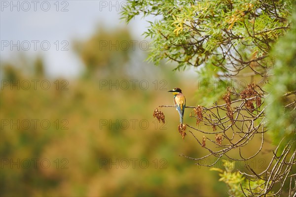 European bee-eater (Merops apiaster) sitting on a branch, France, Europe