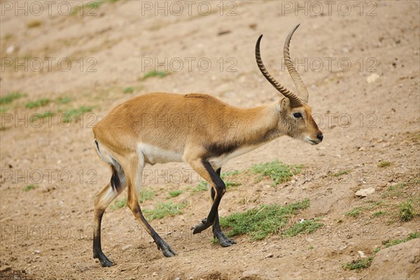 Southern lechwe (Kobus leche) in the dessert, captive, distribution Africa