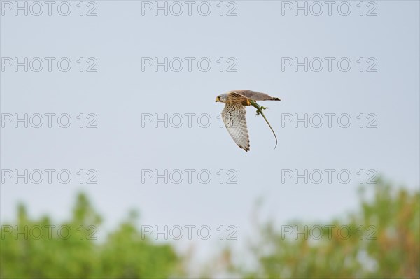 Turmfalke (Falco tinnunculus) with a hunted lizard, flying, France, Europe