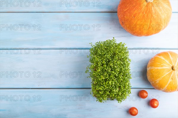 Microgreen sprouts of watercress with pumpkin on blue wooden background. Top view, flat lay, copy space
