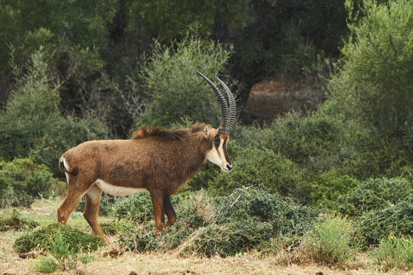 Sable antelope (Hippotragus niger) in the dessert, captive, distribution Africa