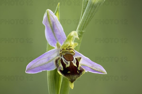 Bee orchid
