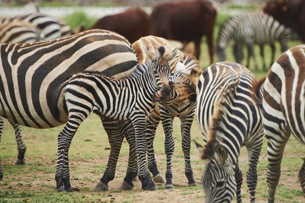 Plains zebra (Equus quagga) foal in the dessert, captive, distribution Africa