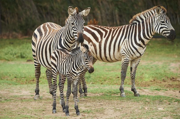 Plains zebra (Equus quagga) mother with foal in the dessert, captive, distribution Africa