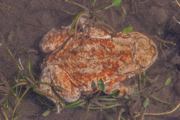 Common toad (Bufo bufo) in a pond during the breeding season in spring. Haut-Rhin, Alsace, Grand Est, France, Europe