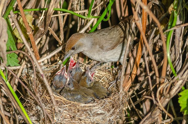 Blackcap (Sylvia atricapilla) female on her nest with her chicks, Bas-Rhin, Alsace, Grand Est, France, Europe