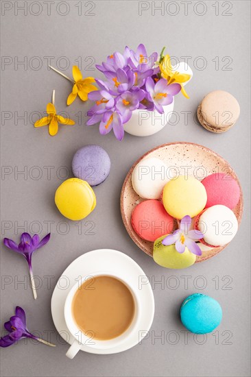 Multicolored macaroons with spring snowdrop crocus flowers and cup of coffee on gray pastel background. top view, flat lay, close up, still life. Breakfast, morning, spring concept