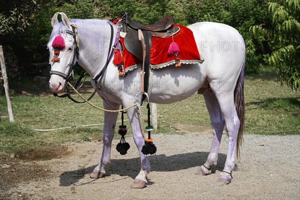 Wedding horse, Udaipur, Rajasthan, India, Asia