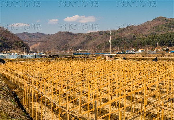 Rows of wooden frames for spring planting of ginseng crop in small rural mountain farm community under blue sky in Geumsan, South Korea, Asia