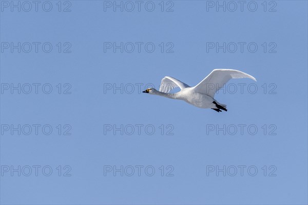 Tundra swan (Cygnus bewickii), flying, Emsland, Lower Saxony, Germany, Europe