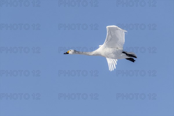 Tundra swan (Cygnus bewickii), flying, Emsland, Lower Saxony, Germany, Europe